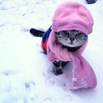 cat_cold_weather