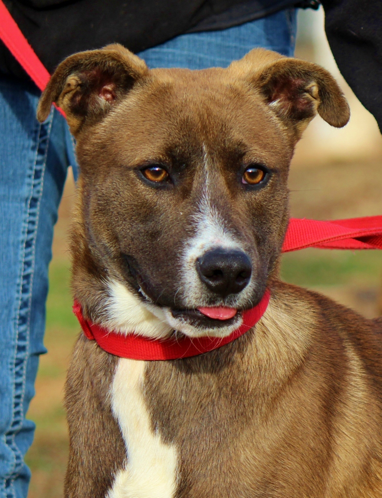 petco-adoption-event-on-january-12th-2012-the-humane-society-of-greenwood