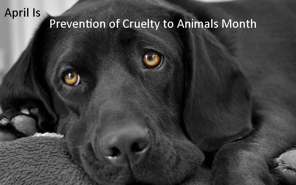 April is Prevention of Cruelty to Animals Month – The Humane Society of  Greenwood