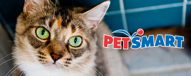 Cat For Adoption At Petsmart The W Guide