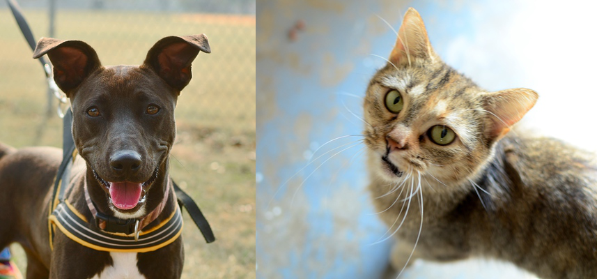 coco chanel cat collar