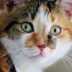 Mrs Buttersworth A16669565 072012 (683x1024)