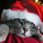 Christmas cat