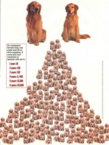 Spay Neuter pyramid