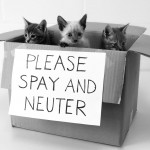 SpayNeuterKittens_by_LisaPadgett