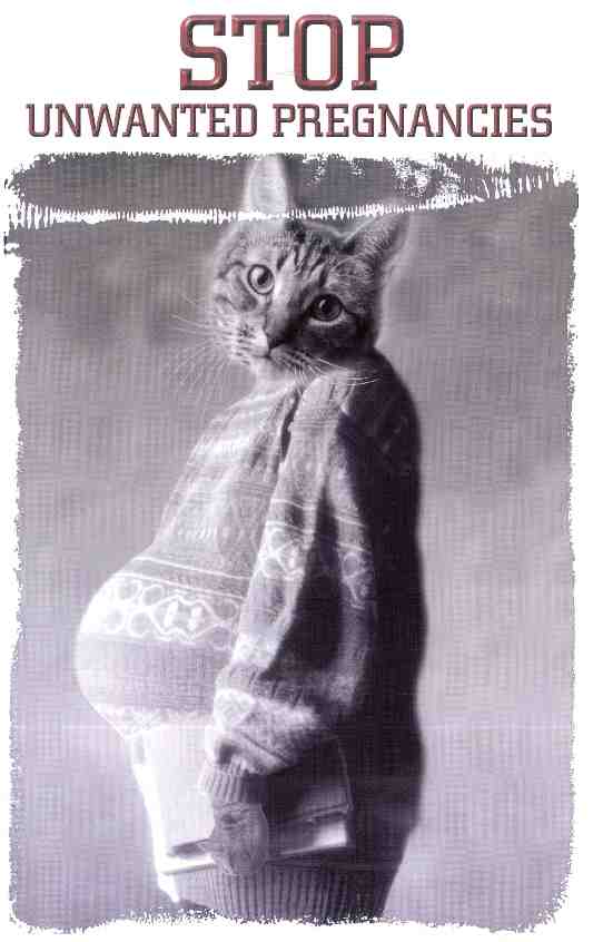 Pregnant Cat