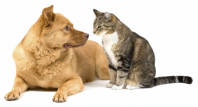 cat-and-dog-1