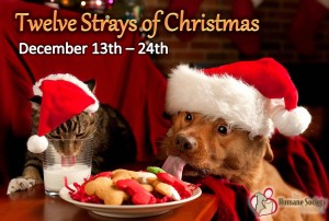 12 Strays of Christmas 2013