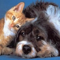 Dog-and-Cat