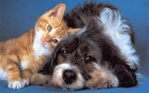 Dog-and-Cat