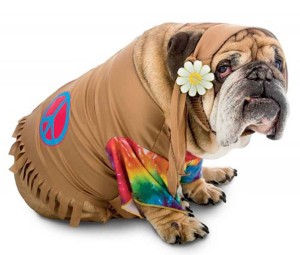 Hippie dog