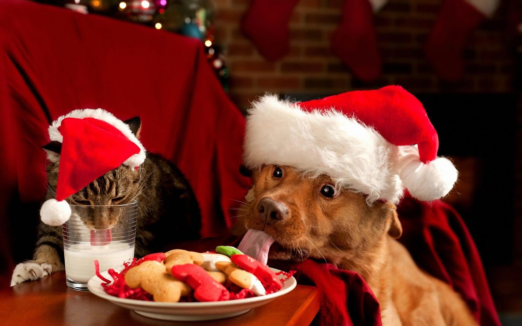 christmas-cat-and-dog