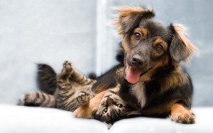 Dog-Cat-Friends