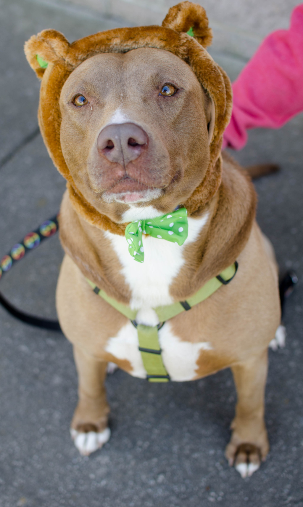 Pets of the Week April 30, 2018 (Cocoa and Nephie) The Humane