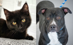 The Humane Society of Greenwood – The Humane Society of Greenwood